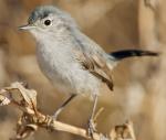 California Gnatcatcher - Bird Species | Frinvelis jishebi | ფრინველის ჯიშები