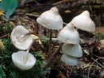 Mycena maculata - fungi species list A Z