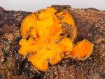 Lachnellula fuscosanguinea - fungi species list A Z