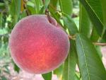 PF 28-007 Flamin Fury | Peach Species 