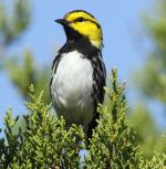 Golden-cheeked Warbler - Bird Species | Frinvelis jishebi | ფრინველის ჯიშები