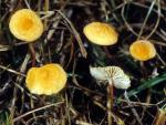 Marasmius armeniacus - Fungi Species | sokos jishebi | სოკოს ჯიშები