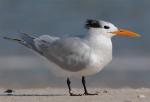 Royal Tern - Bird Species | Frinvelis jishebi | ფრინველის ჯიშები