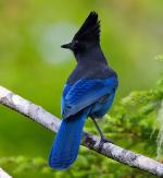 Steller's Jay - Bird Species | Frinvelis jishebi | ფრინველის ჯიშები