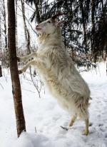 Finnish Landrace Goat | Goat | Goat Breeds