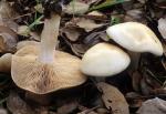 Hebeloma crustuliniforme - Fungi Species