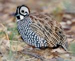 Montezuma Quail - Bird Species | Frinvelis jishebi | ფრინველის ჯიშები