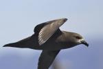 Great-winged Petrel - Bird Species | Frinvelis jishebi | ფრინველის ჯიშები