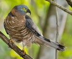 Hook-billed Kite - Bird Species | Frinvelis jishebi | ფრინველის ჯიშები