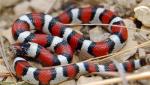 Lampropeltis triangulum gentilis  - Central Plains Milksnake | Snake Species