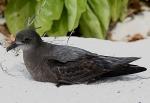 Murphy's Petrel - Bird Species | Frinvelis jishebi | ფრინველის ჯიშები