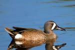 Blue-winged Teal - Bird Species | Frinvelis jishebi | ფრინველის ჯიშები