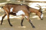 Tauernsheck Goat | Goat | Goat Breeds