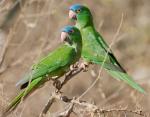 Blue-crowned Parakeet - Bird Species | Frinvelis jishebi | ფრინველის ჯიშები