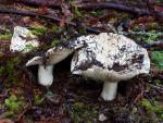 Russula brevipes - fungi species list A Z