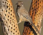 Cactus Wren - Bird Species | Frinvelis jishebi | ფრინველის ჯიშები