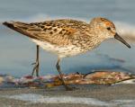Western Sandpiper - Bird Species | Frinvelis jishebi | ფრინველის ჯიშები