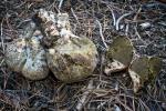 Gastroboletus subalpinus - Fungi Species