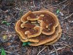 Phaeolus schweinitzii - Fungi Species | sokos jishebi | სოკოს ჯიშები