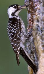 Red-cockaded Woodpecker - Bird Species | Frinvelis jishebi | ფრინველის ჯიშები