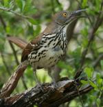 Long-billed Thrasher - Bird Species | Frinvelis jishebi | ფრინველის ჯიშები