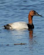 Canvasback - Bird Species | Frinvelis jishebi | ფრინველის ჯიშები