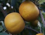Saint Edmund's Russet | Apple Species 