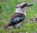 Laughing Kookaburra - Bird Species | Frinvelis jishebi | ფრინველის ჯიშები