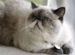 Exotic | Cat | Cat Breeds