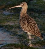 Eurasian Curlew - Bird Species | Frinvelis jishebi | ფრინველის ჯიშები