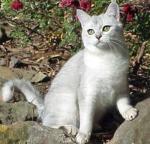 Burmilla | Cat | Cat Breeds