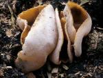Peziza vesiculosa - Fungi Species