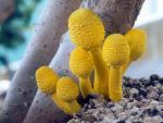 Lepiota lutea: Leucocoprinus birnbaumii - fungi species list A Z