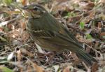 Olive-backed Pipit - Bird Species | Frinvelis jishebi | ფრინველის ჯიშები