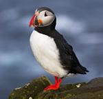 Atlantic Puffin - Bird Species | Frinvelis jishebi | ფრინველის ჯიშები