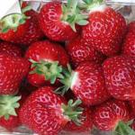 Manille | Strawberry Species 
