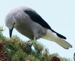Clark's Nutcracker - Bird Species | Frinvelis jishebi | ფრინველის ჯიშები