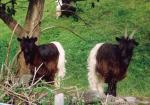 Valais Blackneck | Goat | Goat Breeds