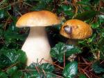 Boletus edulis - fungi species list A Z