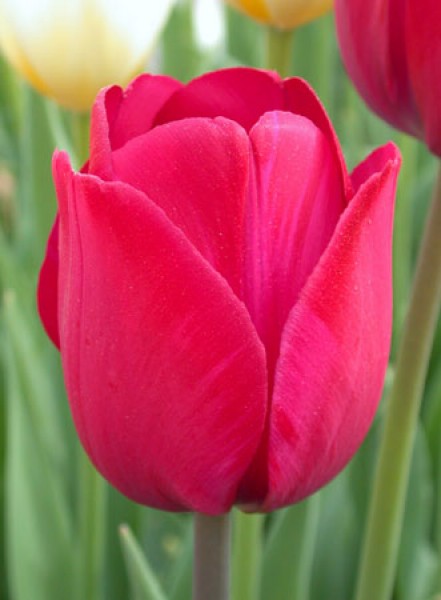 Attila Grafitti -                                                         Tulip Species | TITA | ტიტა                                                        