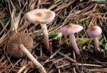 Inocybe geophylla var. lilacina - Fungi Species