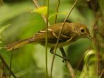 Thick-billed Vireo - Bird Species | Frinvelis jishebi | ფრინველის ჯიშები