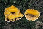 Phellinus gilvus - Fungi Species | sokos jishebi | სოკოს ჯიშები