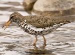 Spotted Sandpiper - Bird Species | Frinvelis jishebi | ფრინველის ჯიშები