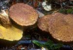 Suillus lakei - fungi species list A Z