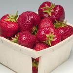 Seneca | Strawberry Species 