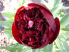 Bob's Red 