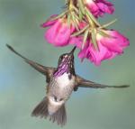 Calliope Hummingbird - Bird Species | Frinvelis jishebi | ფრინველის ჯიშები