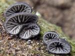 Hohenbuehelia atrocaerulea var. grisea - Fungi Species