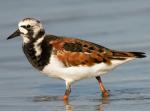 Ruddy Turnstone - Bird Species | Frinvelis jishebi | ფრინველის ჯიშები